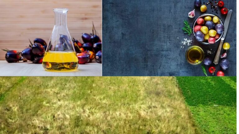 A three-part image featuring a laboratory flask of yellow oil next to oil palm fruit, a top-down view of a culinary bowl with small potatoes and oil, and an aerial view of a harvested agricultural field.