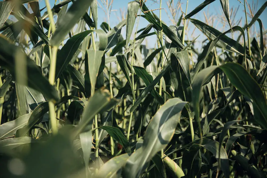 Image of corn plants in a field